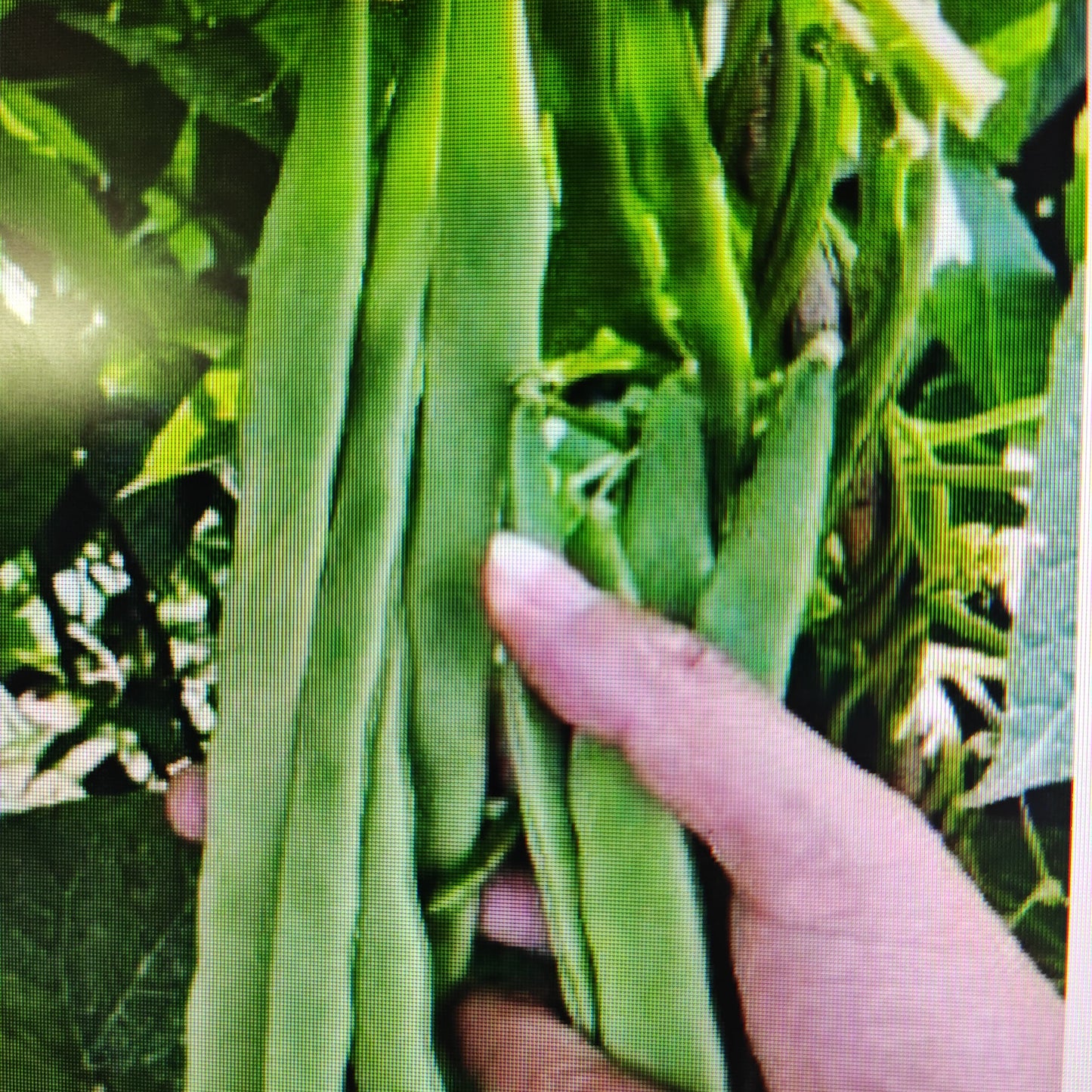 青扁芸豆