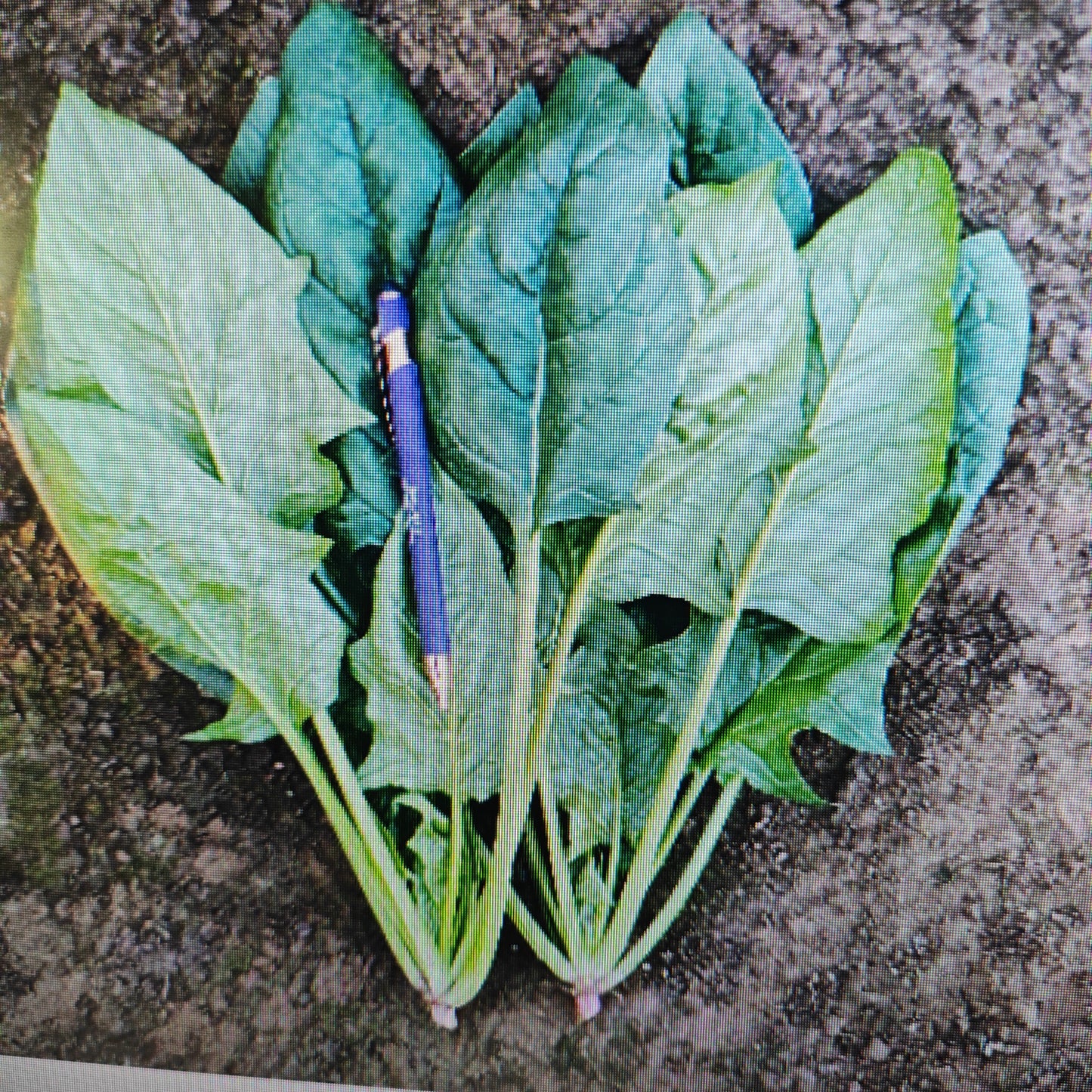 小叶菠菜