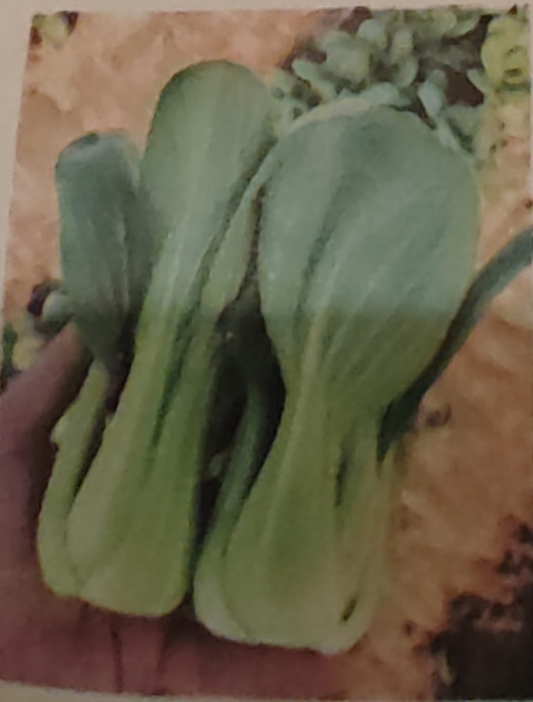 上海白(上海心)