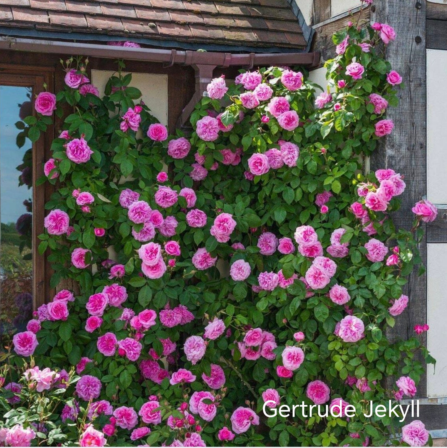 Gertrude Jekyll