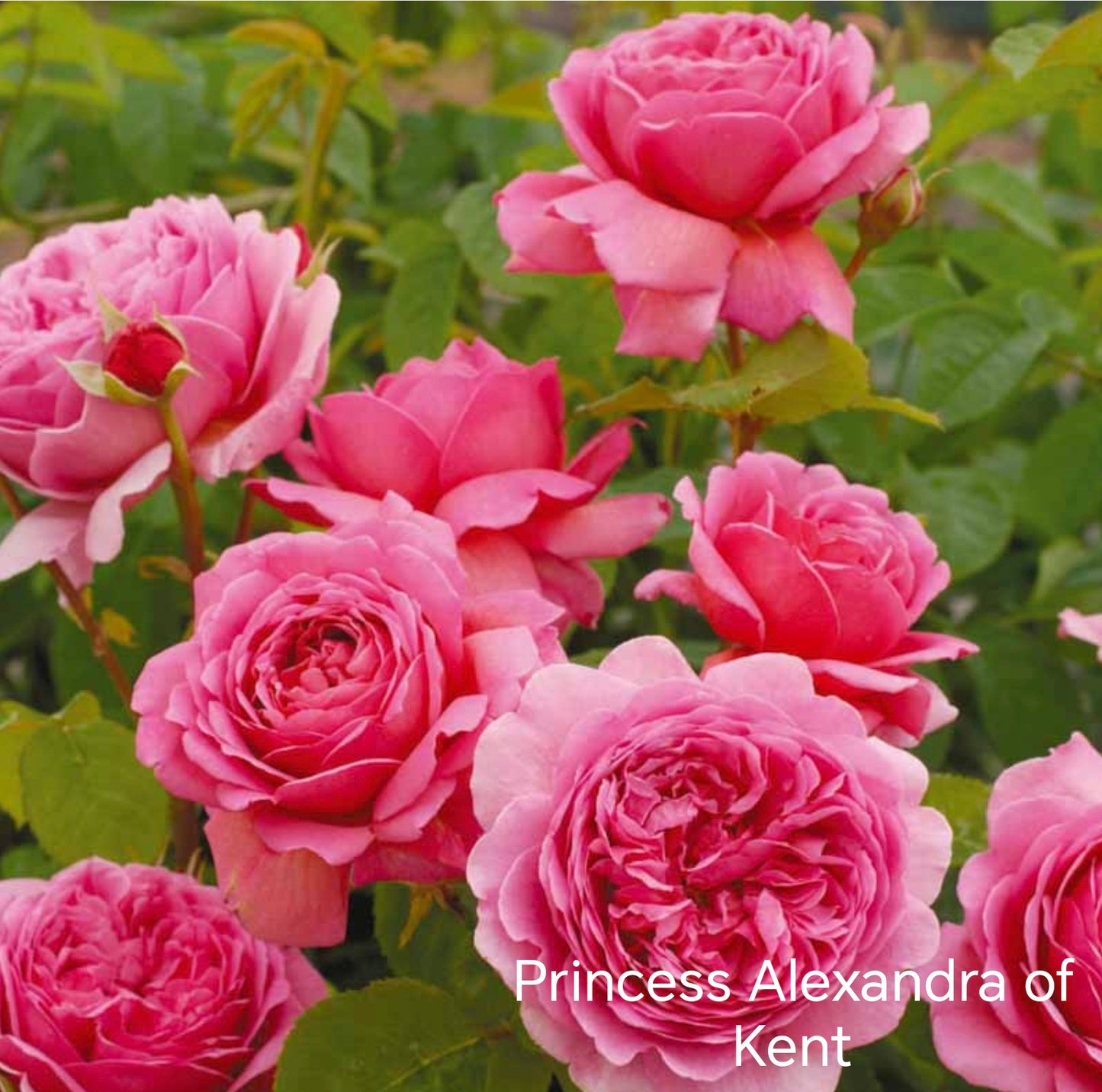 Princess Alexandra of Kent