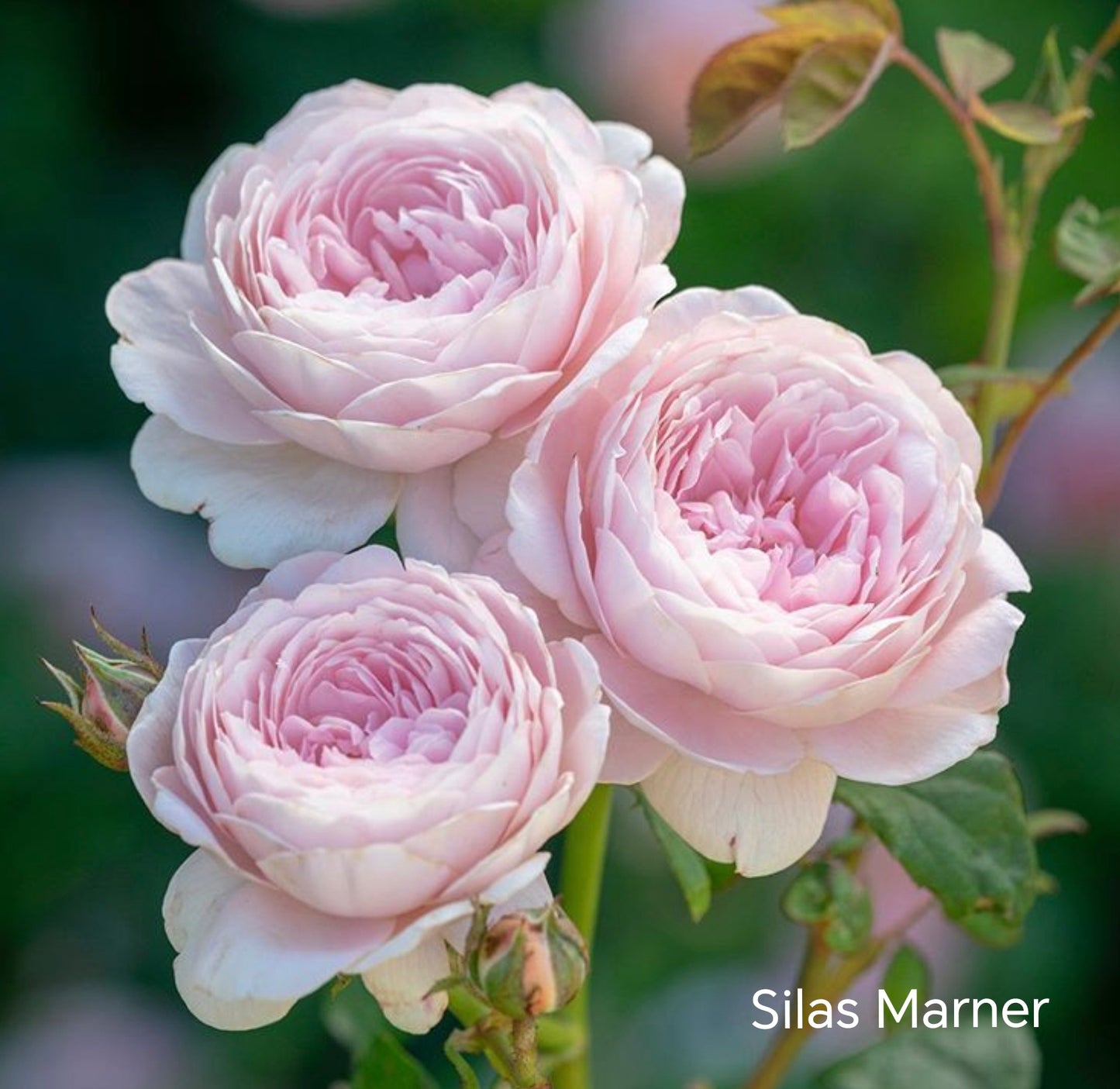 Silas Marner