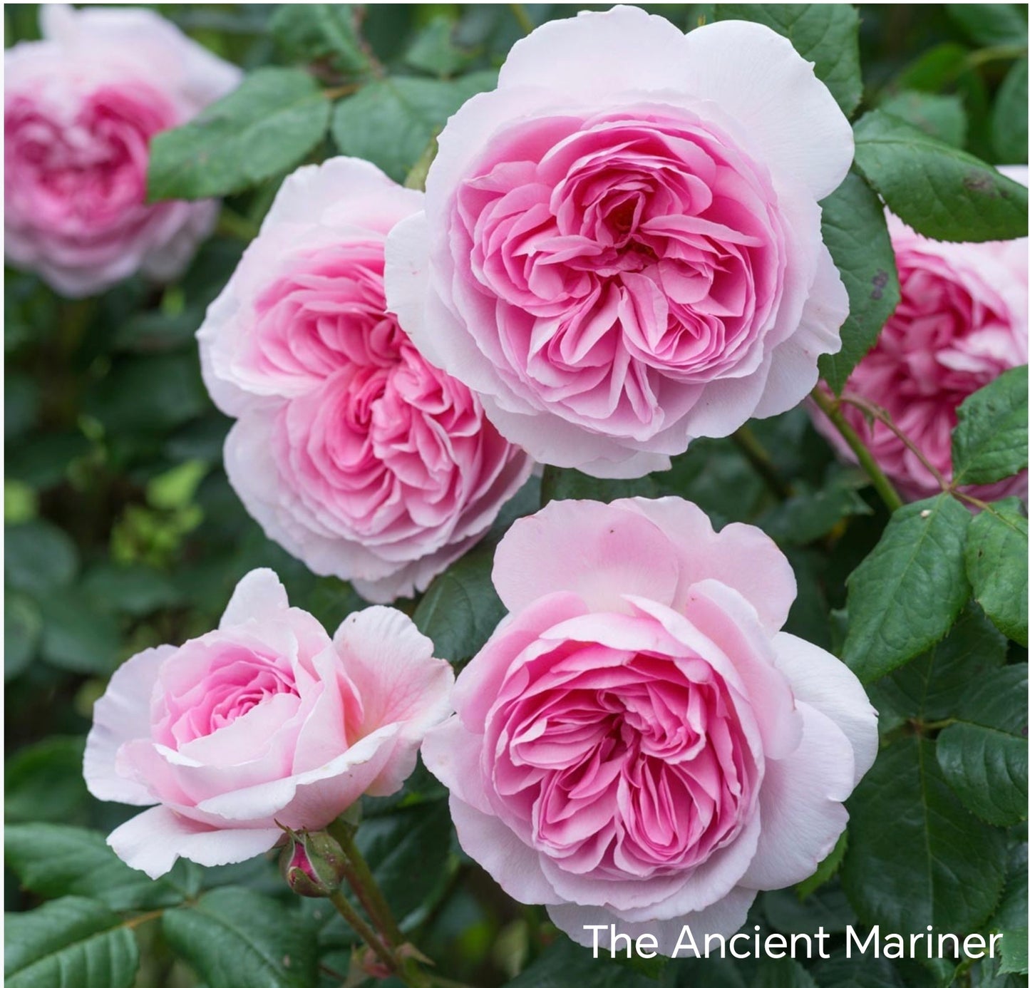 The Ancient Mariner