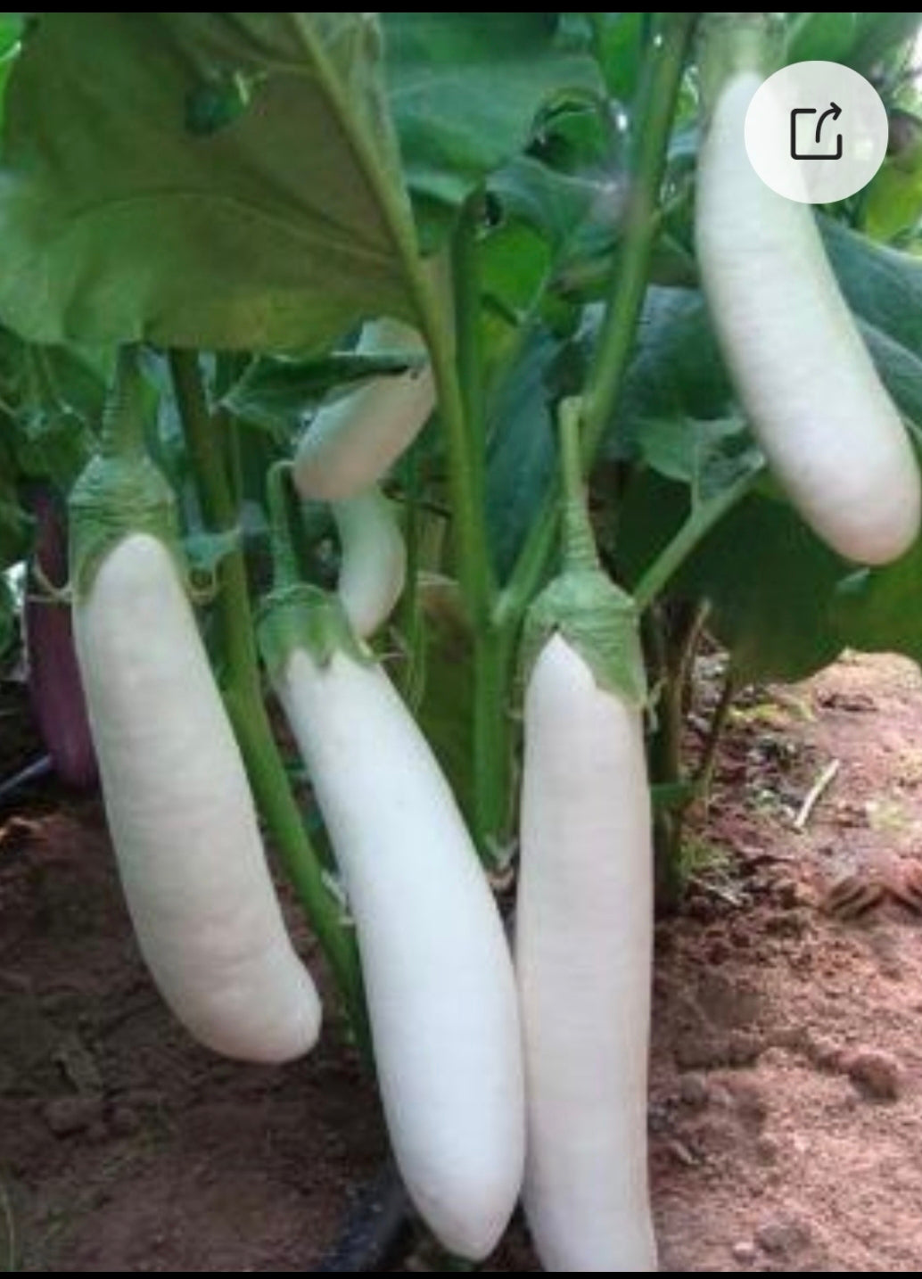 长白茄(2.5寸盆)