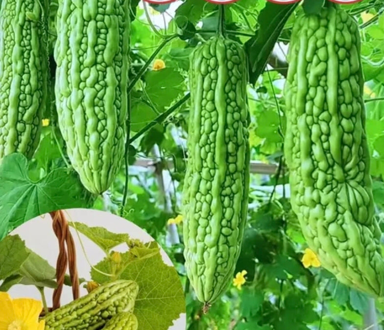 翠绿苦瓜(4寸盆)