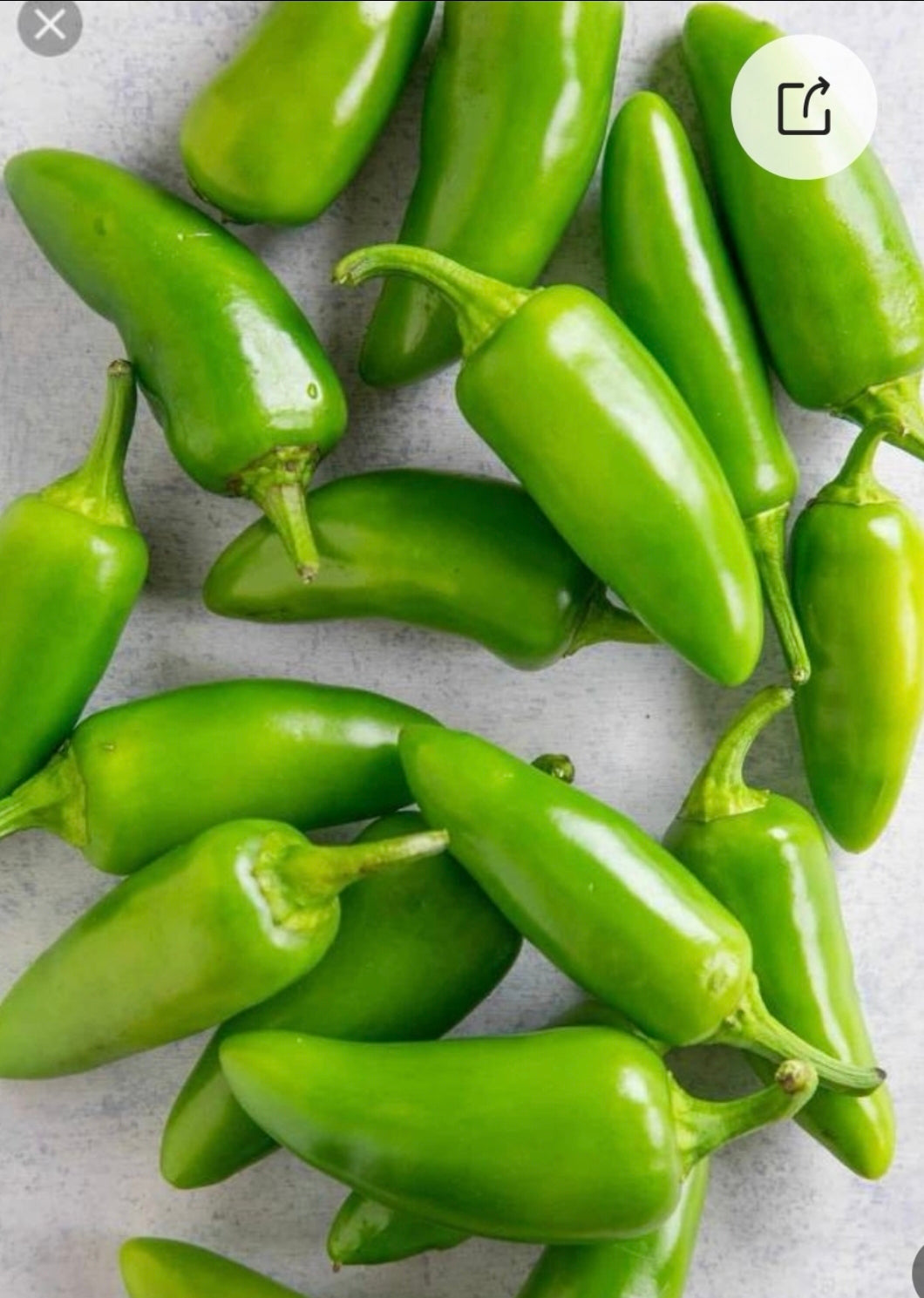 Jalapeno(2.5寸盆)