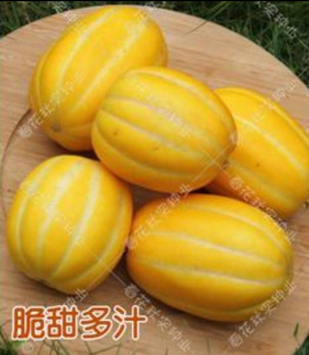 韩国小金瓜(2.5寸盆)
