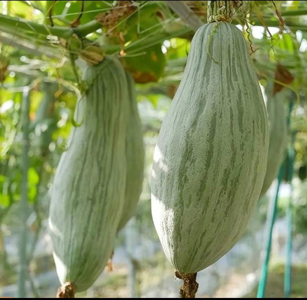贵族南瓜(2.5寸盆)