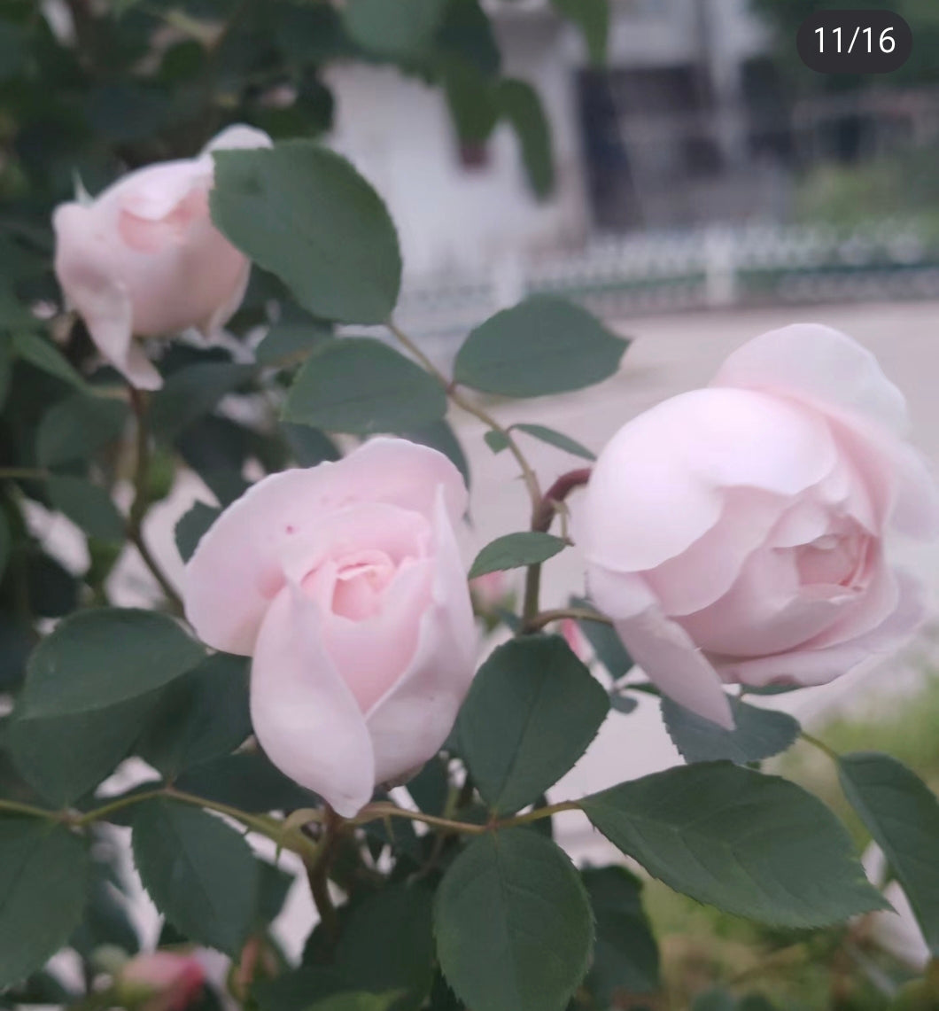 DESDEMONA(戴斯德梦娜)