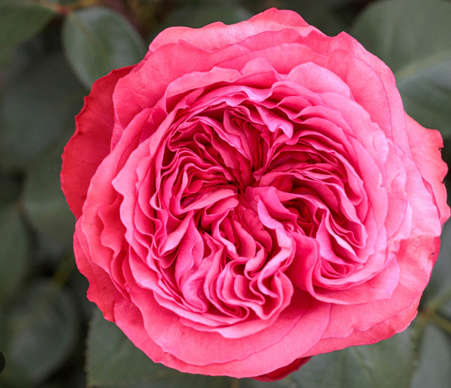 Loves Me,Loves Me Not(new)