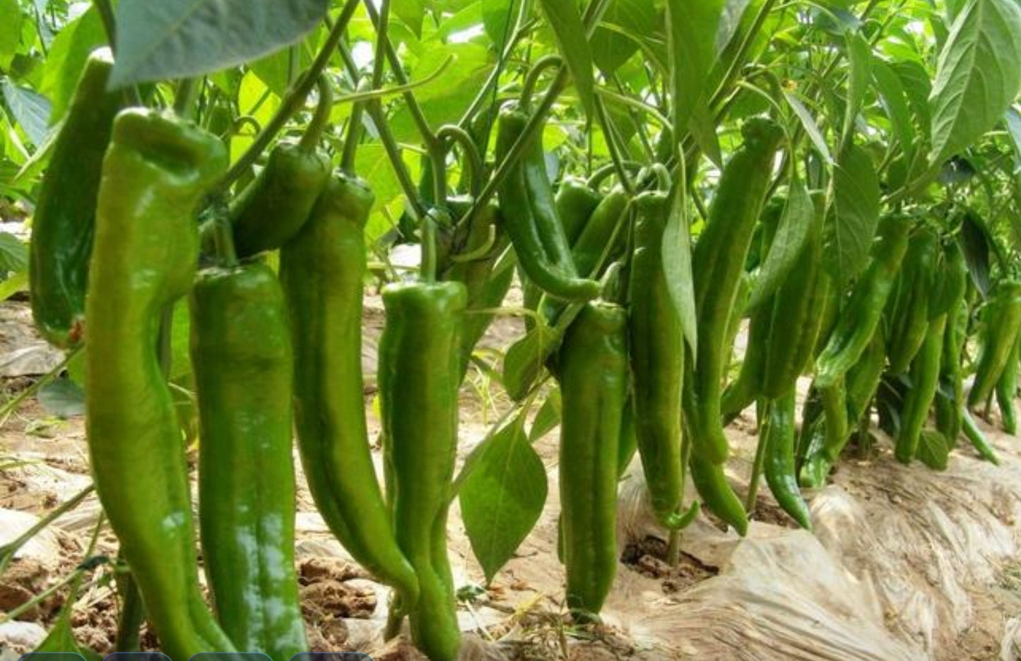 牛角椒(2.5寸盆)