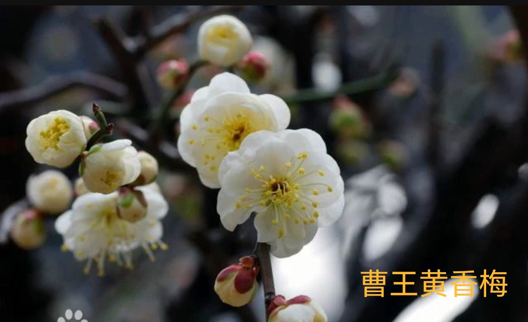 曹王黄香梅