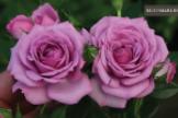 Veranda Lavender