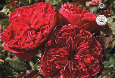 Rouge Royale