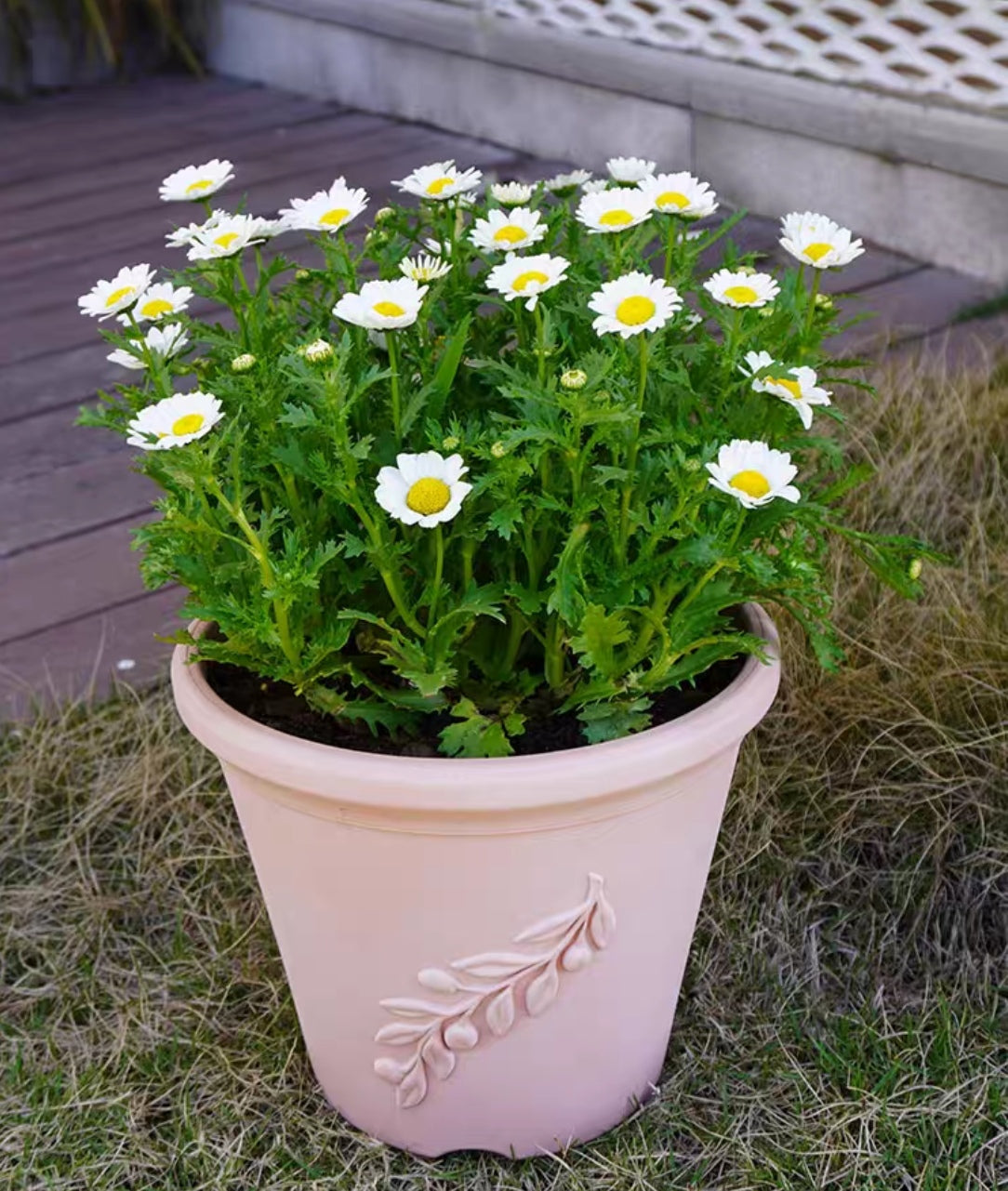 罗曼尼花盆(底直径16cm)