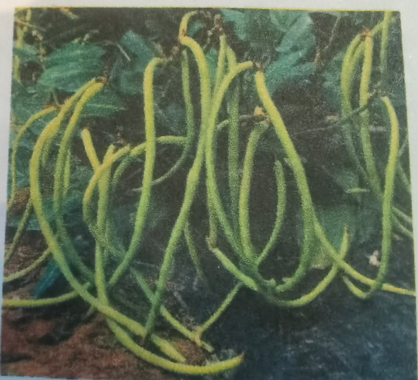 无架长豆角(25粒)