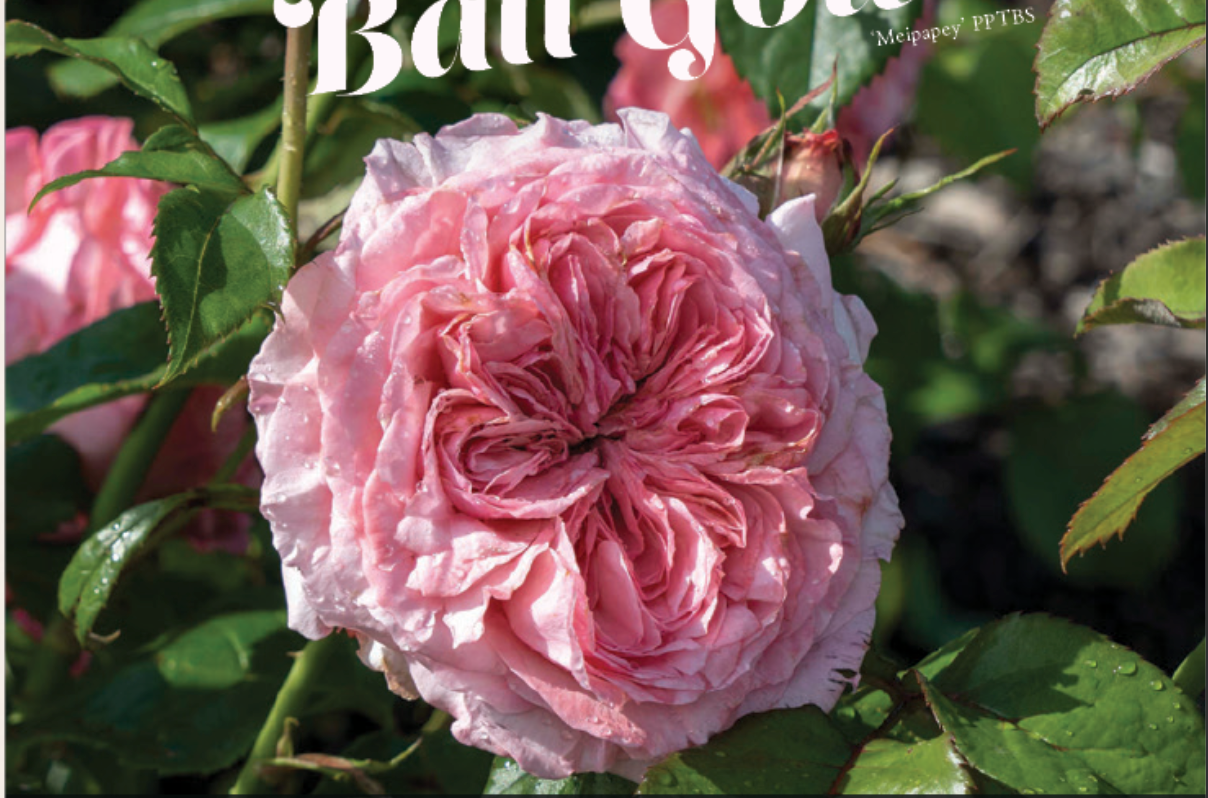 Romantica Ball Gown