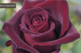 Black Baccara