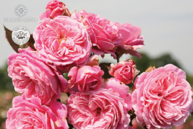 Parfuma Summer Romance