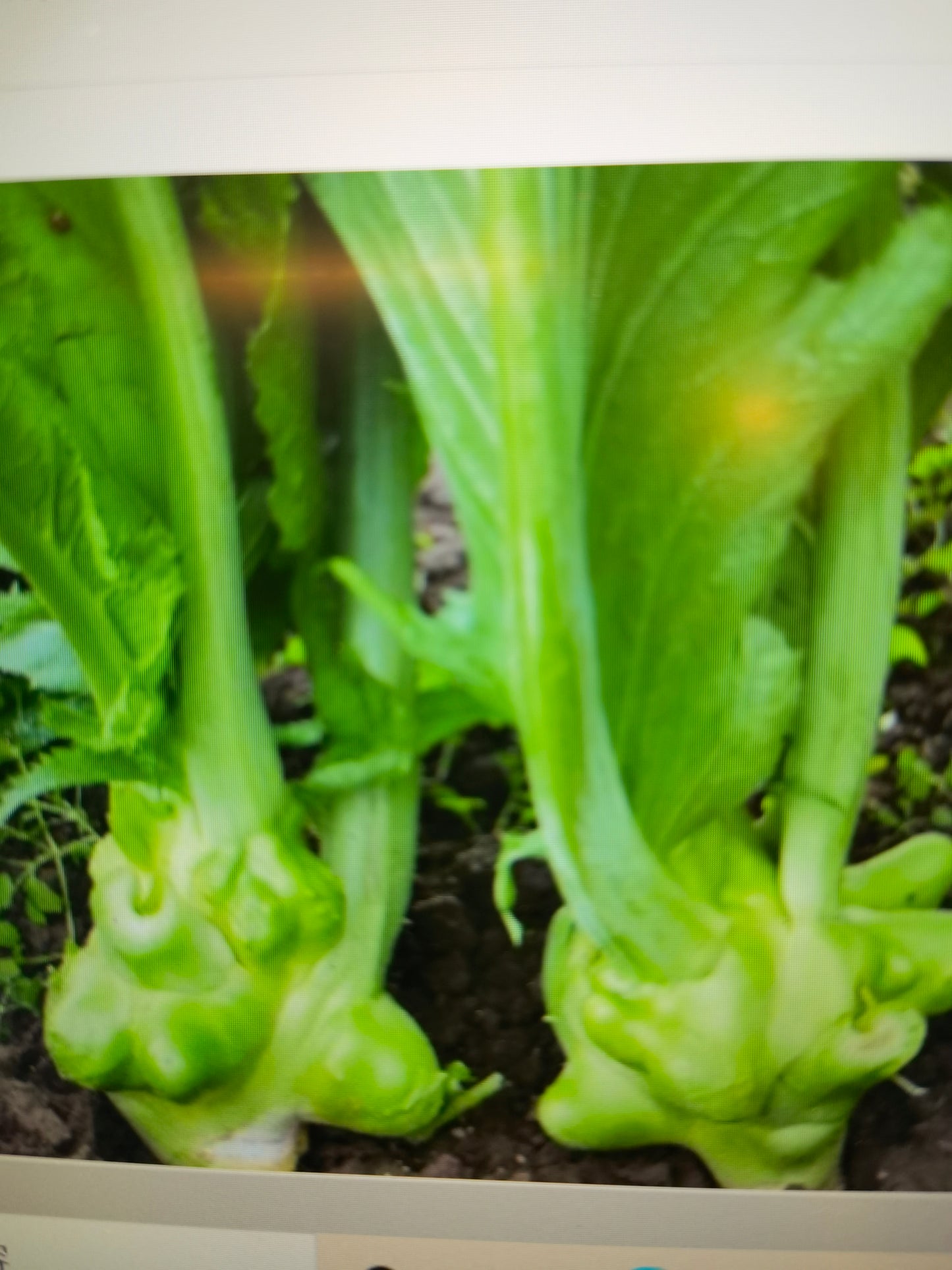 北园榨菜(买一送一)