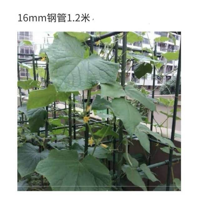 16mm包塑杆(1.2米)