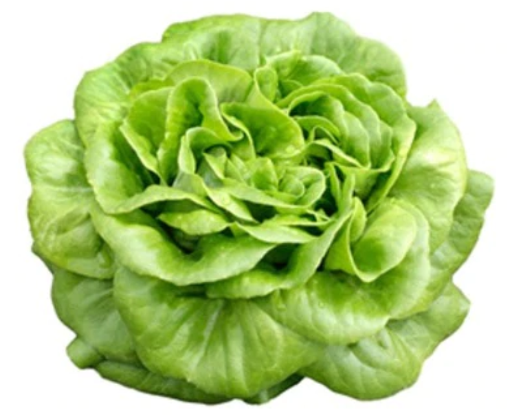 奶油生菜