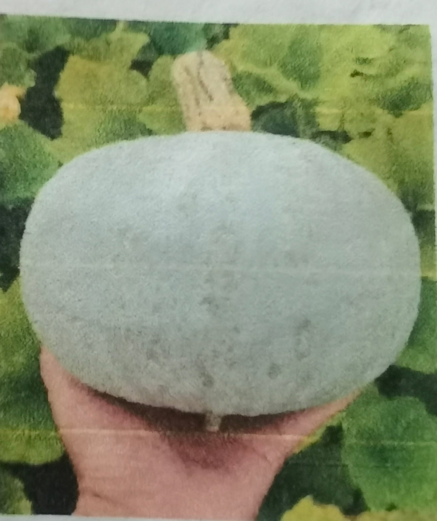 银栗南瓜10粒(种子)