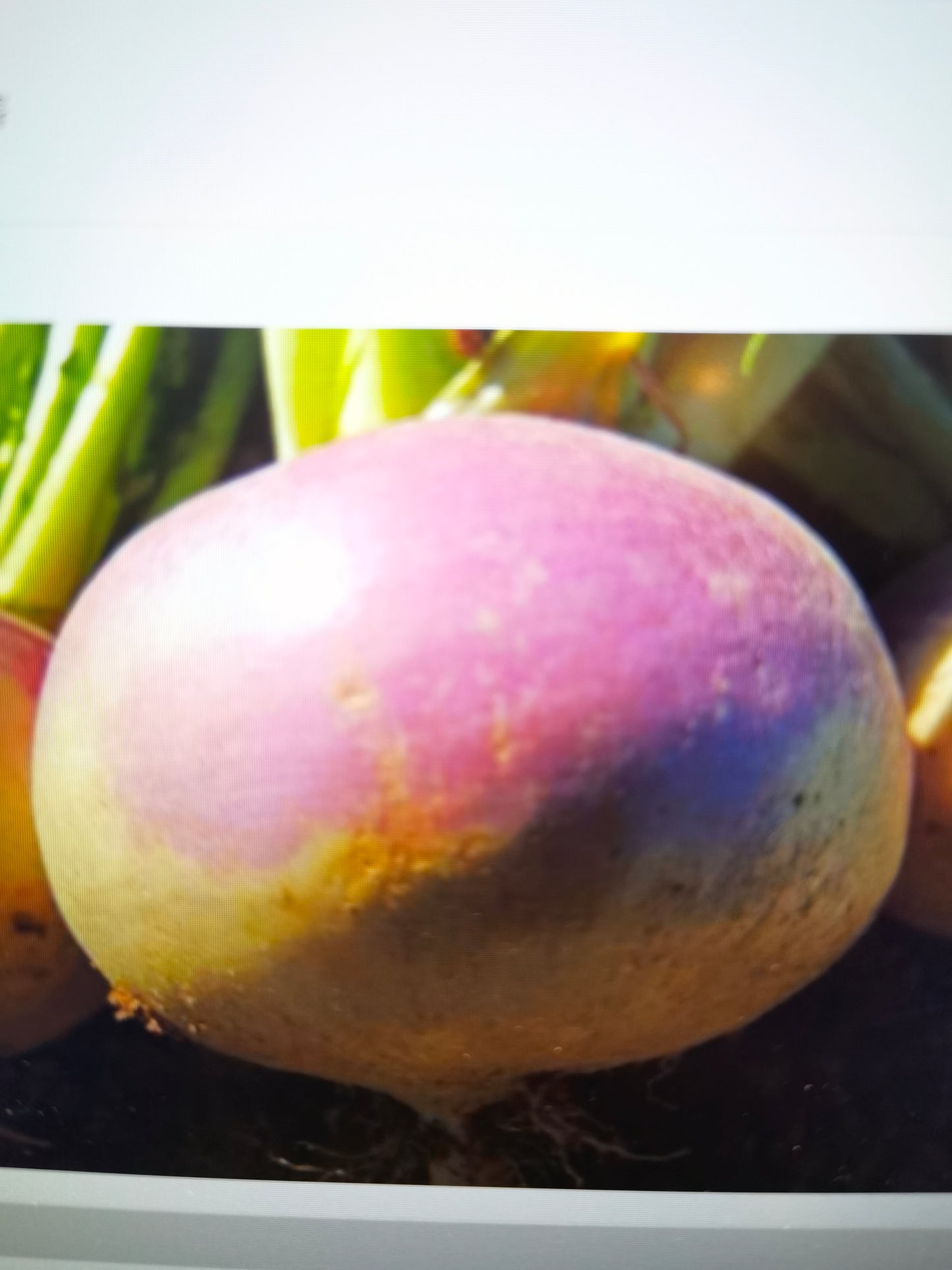 紫顶芜菁(买一送一)