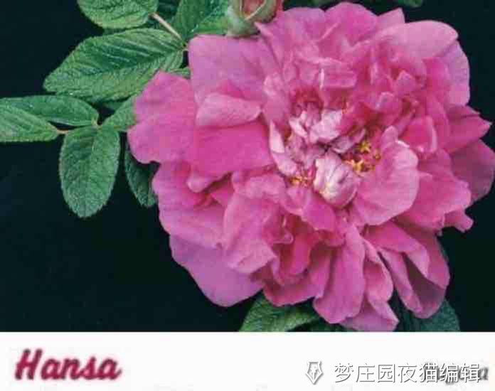 HANSA