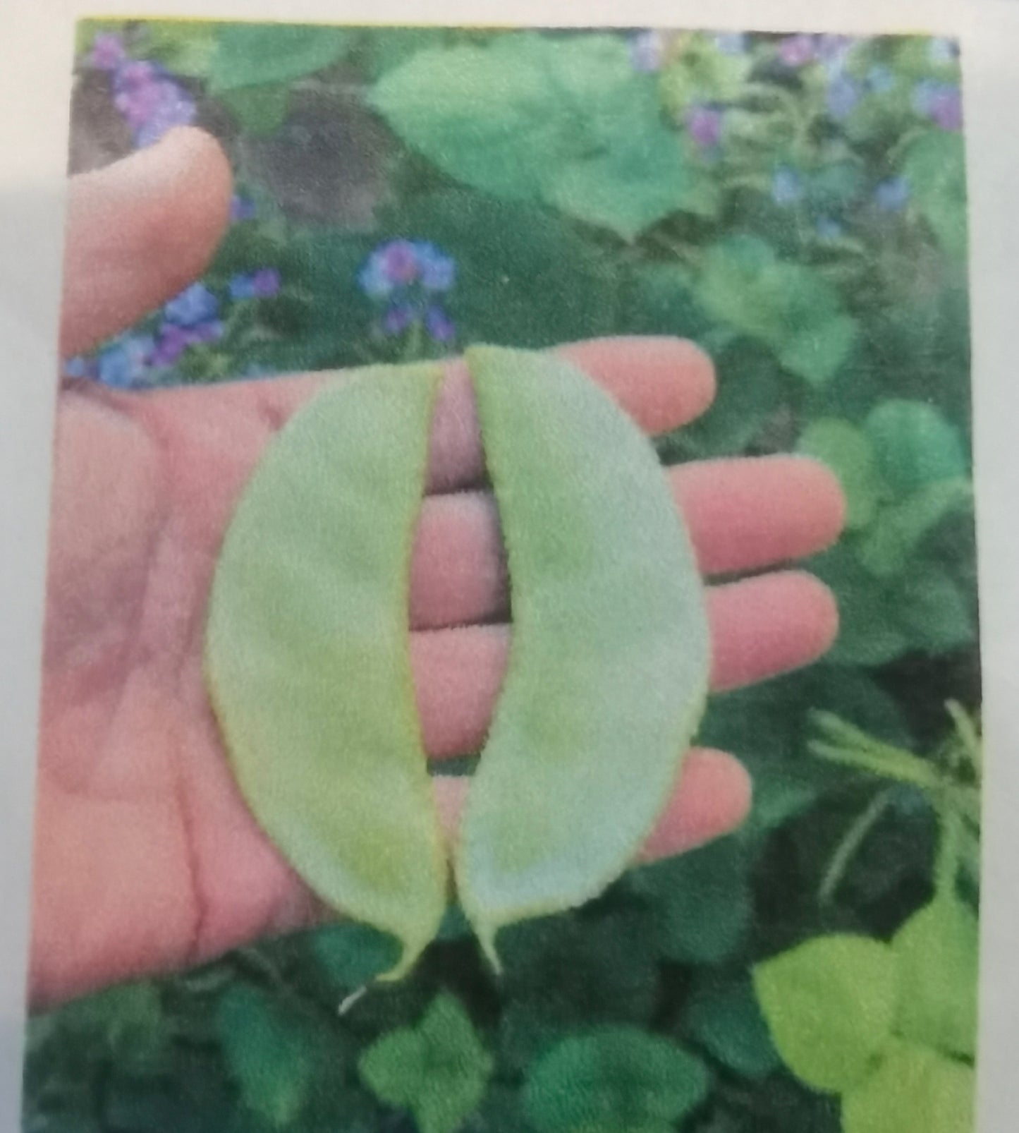 绿月扁豆(15粒);