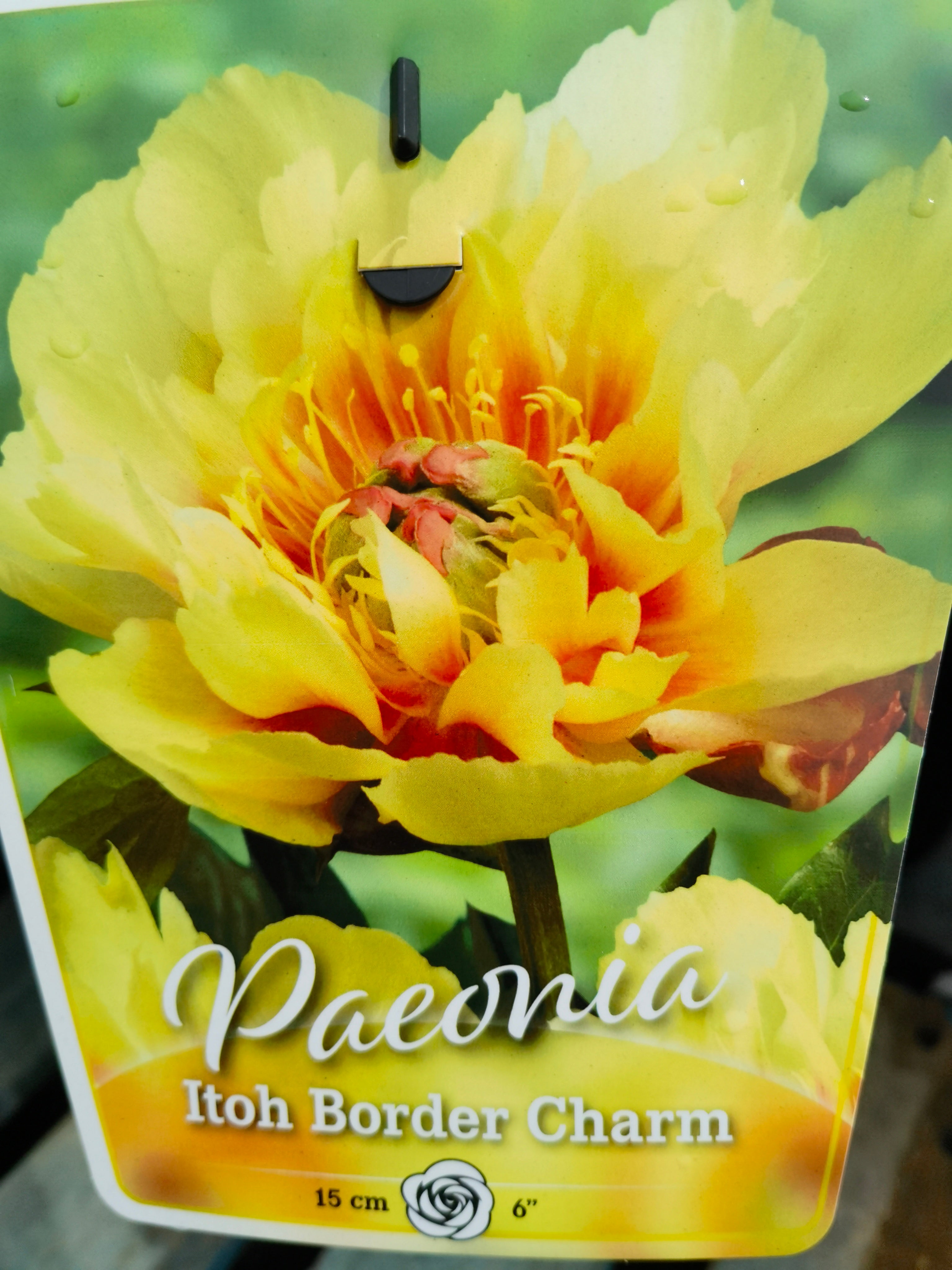 Itoh Border Charm – 城中园