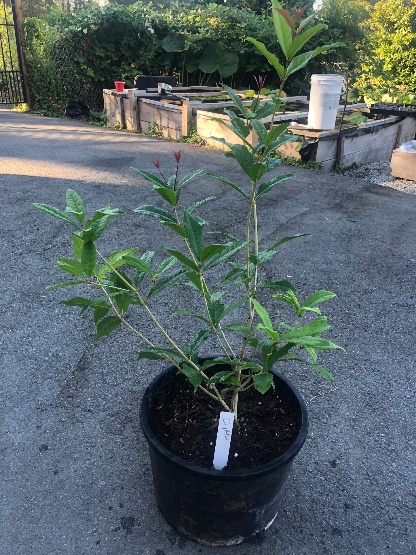 四季桂 - 日香(3-5加仑盆)