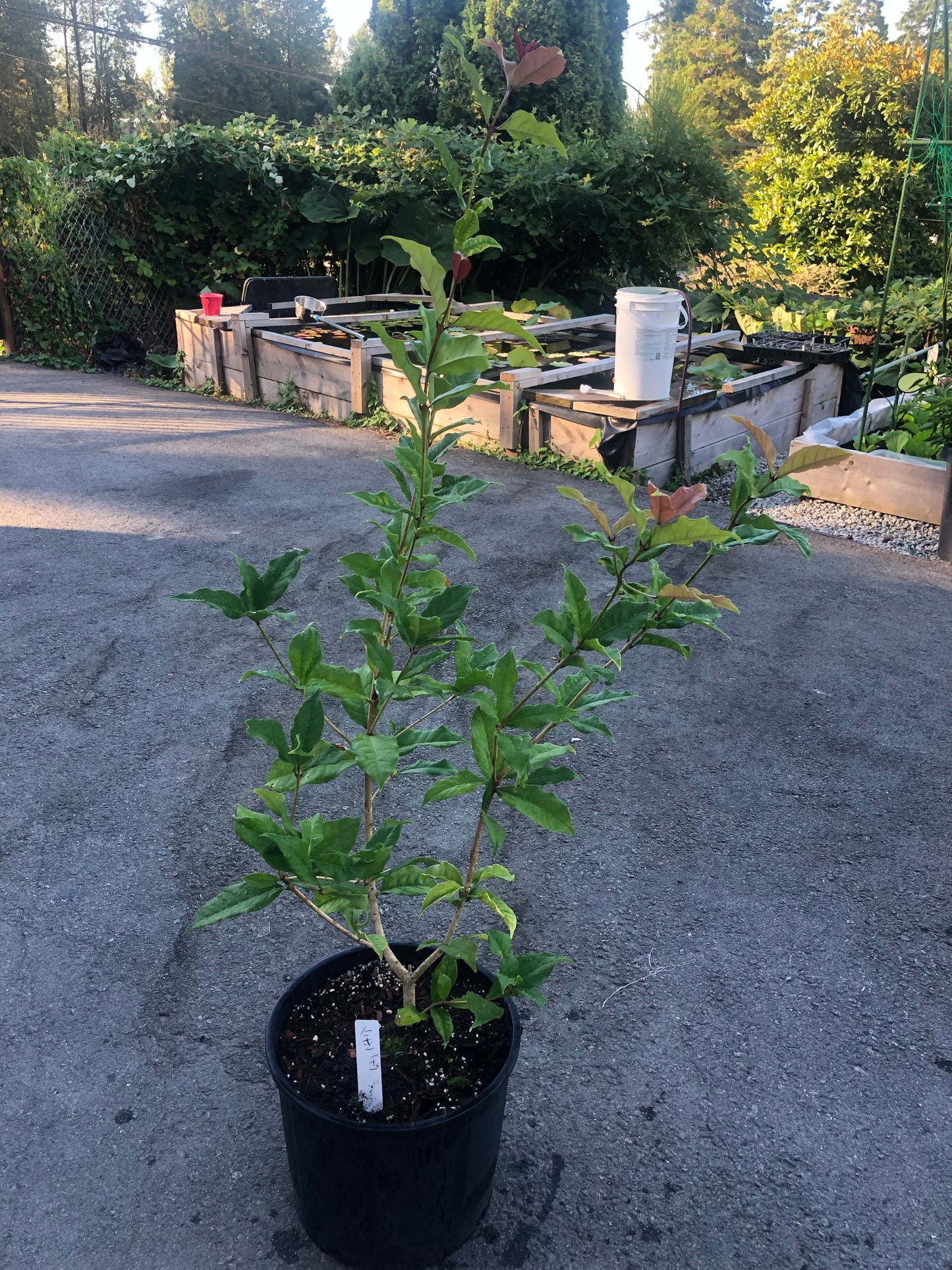 四季桂 - 金玉(3-5加仑盆)