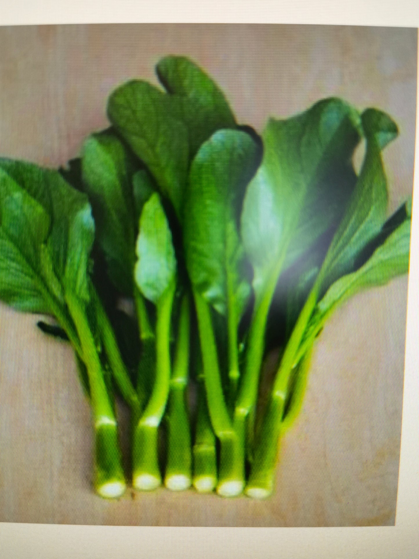 油菜苗
