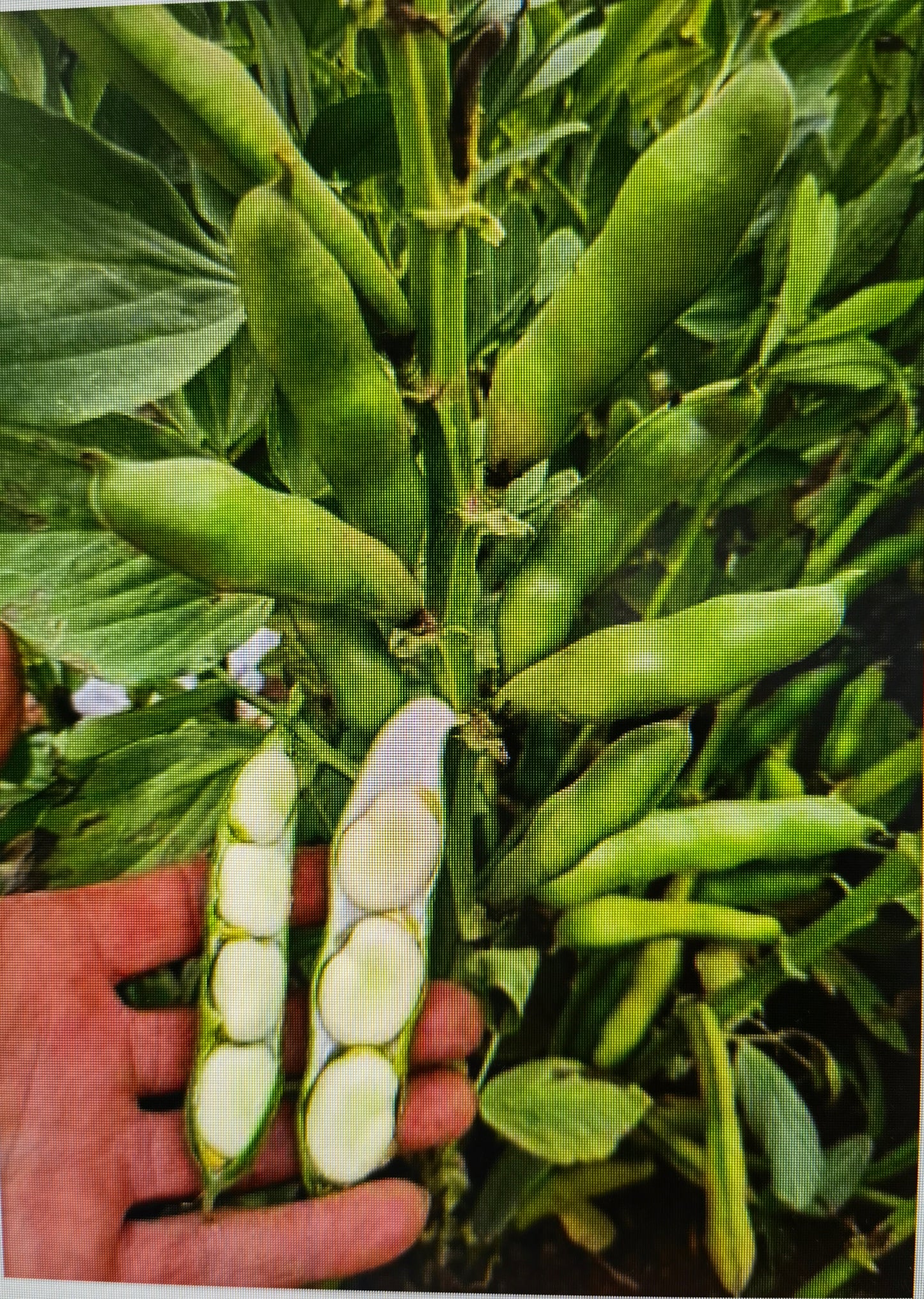 蚕豆(40粒)