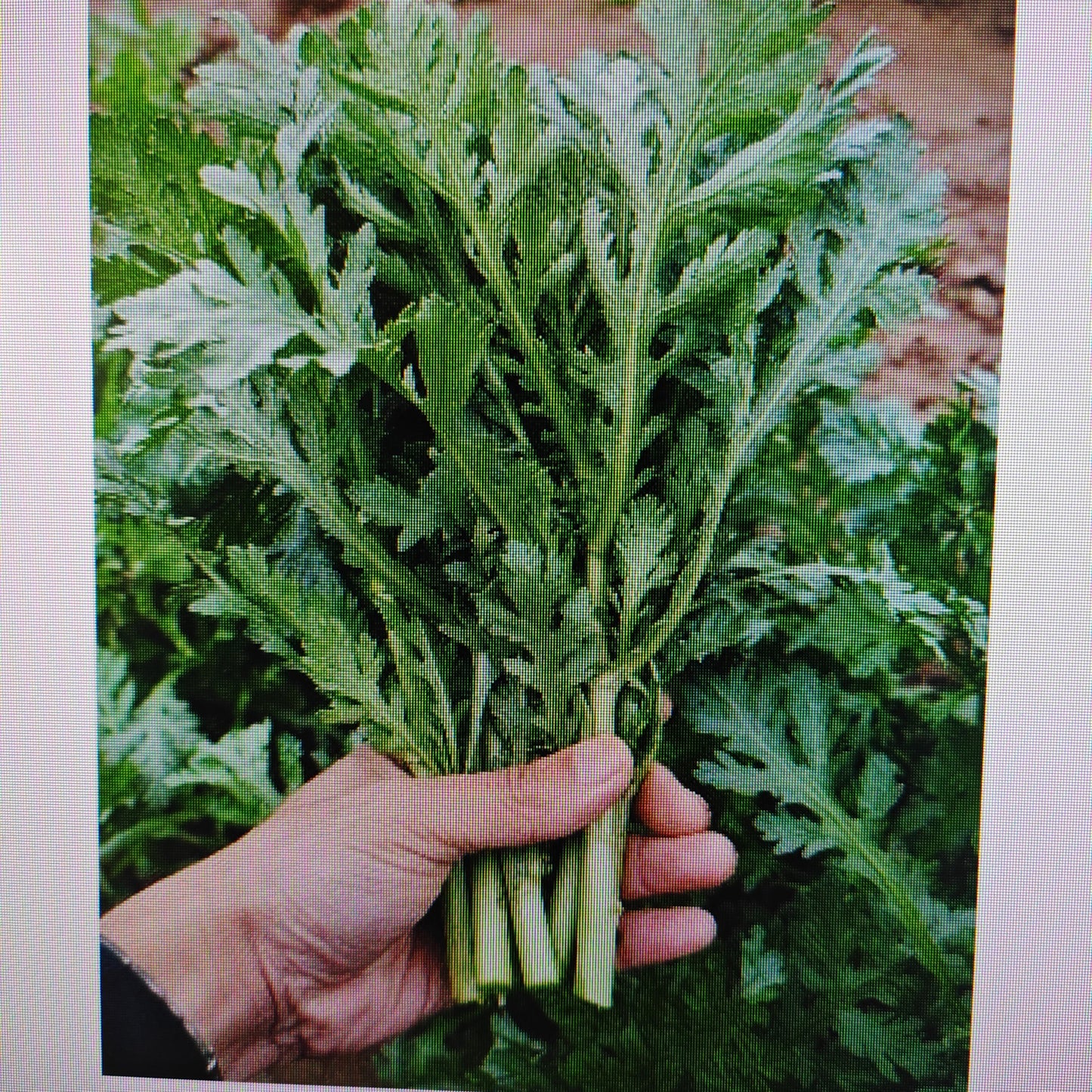 小叶茼蒿