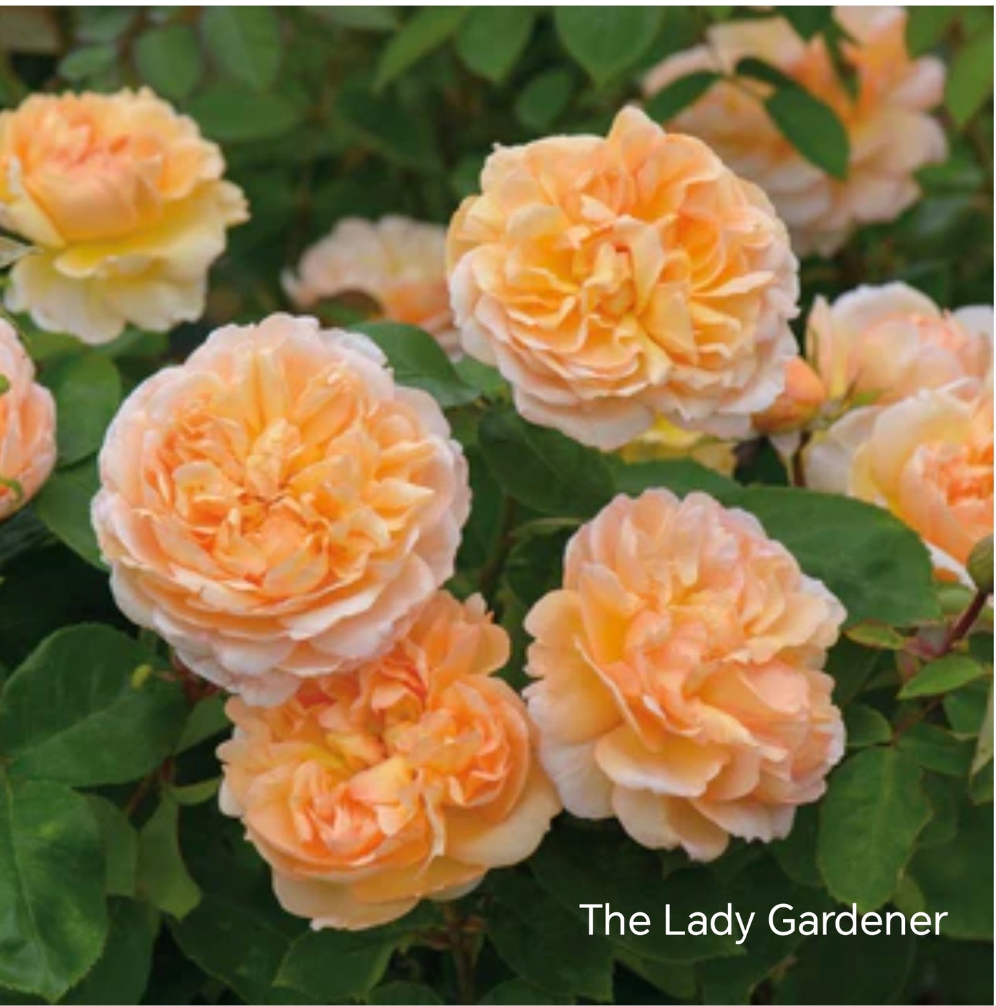 The Lady Gardener