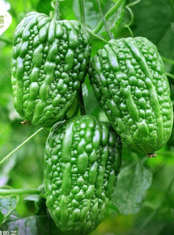雷公苦瓜（4寸盆）