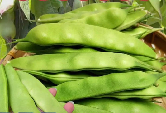 东北油豆角