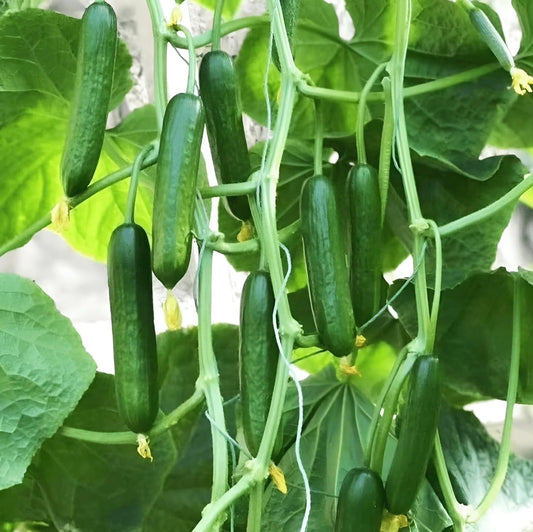Mimi Cucumber