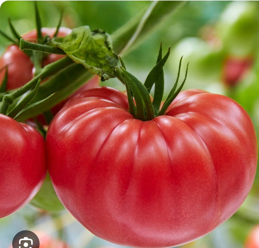 Brandywinetomato(4寸半)