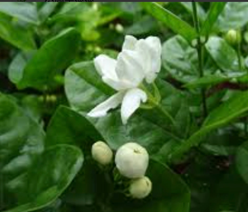 茉莉花