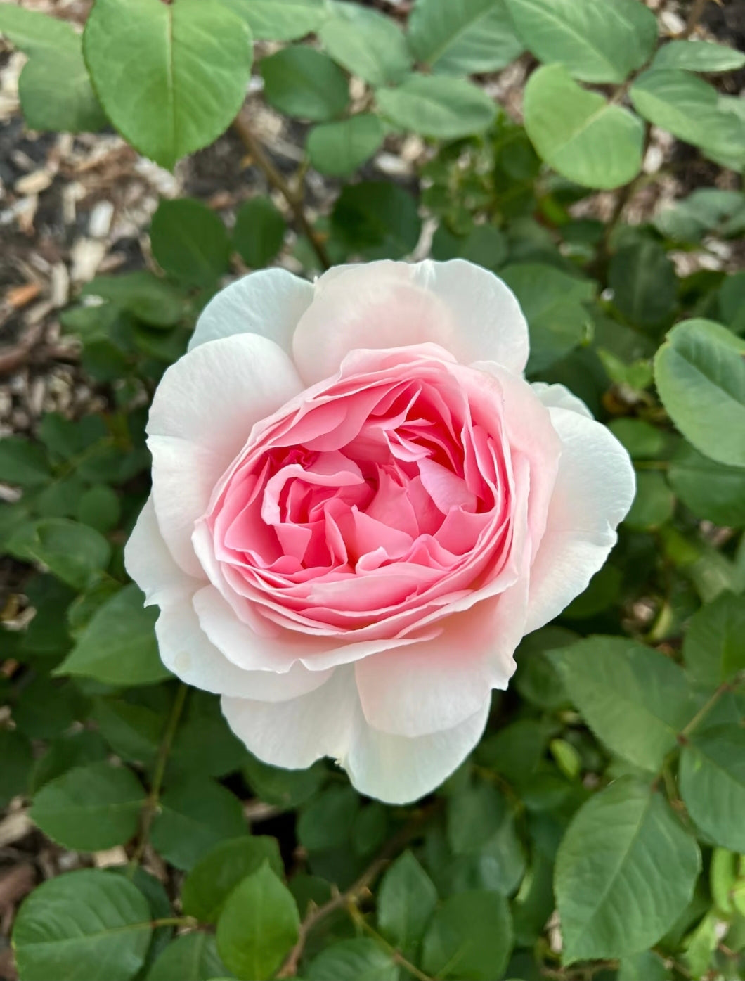 Bliss partuma