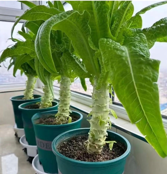 耐热尖叶绿莴笋