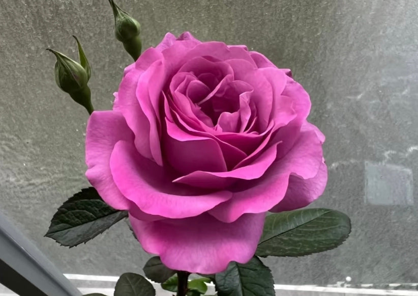 Plum perfect sunbelt