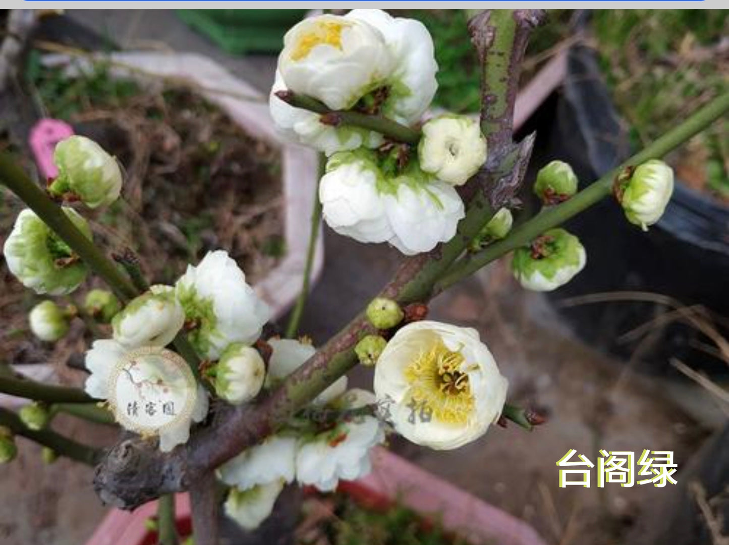 台阁绿（梅花）