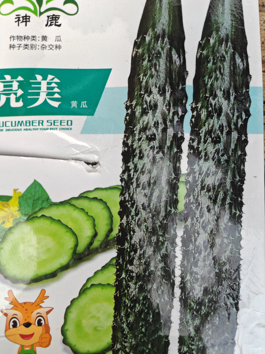 浙江刺黄瓜（亮美）
