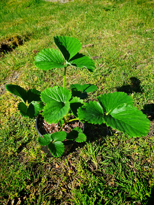 草莓（4寸盆）