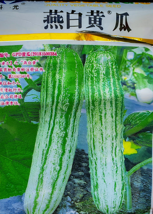 燕白黄瓜