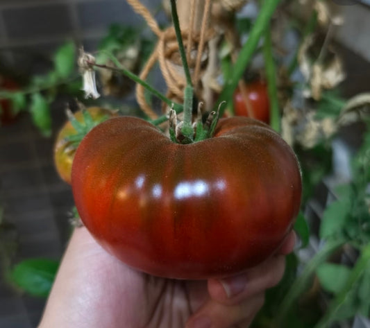 Black krim （4寸盆）